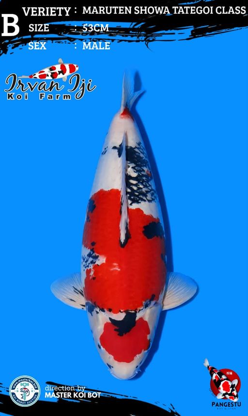 Lelang Koi Online, Jual Beli Ikan Koi, Pusat Jual Beli Koi, Info Lelang Koi Hari Ini, Platform Jual Beli Koi, Jual Beli Ikan Koi Online, Marketplace Ikan Koi, Jual Koi Terbaik, Tempat Beli Koi Berkualitas, Pasar Ikan Koi Online Terpercaya, Penjual Ikan Koi Terpercaya, Beli Koi Hias Online, Ikan Koi untuk Dijual, Koi Kualitas Terbaik, Toko Online Ikan Koi, Koi Hias Untuk Dijual, Jual Beli Ikan Koi Lokal, Koi Indonesia Online, Pusat Jual Beli Koi Terbesar