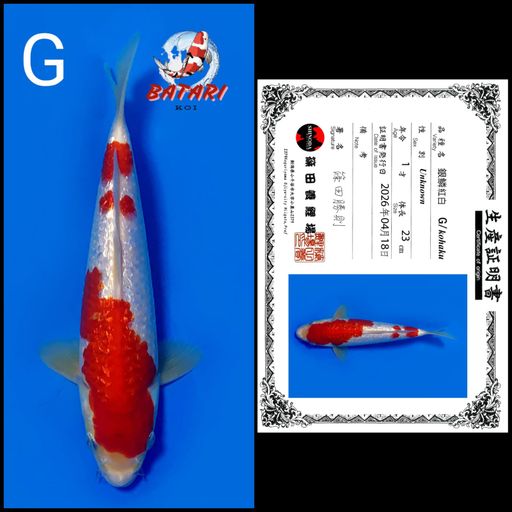 Ikan Koi KOHAKU GINRIN SHINODA 23cm, lelang koi KOHAKU GINRIN SHINODA 23cm, jual koi KOHAKU GINRIN SHINODA 23cm, beli koi KOHAKU GINRIN SHINODA 23cm, Lelang Koi Online, Jual Beli Ikan Koi, Pusat Jual Beli Koi, Info Lelang Koi Hari Ini, Platform Jual Beli Koi, Jual Beli Ikan Koi Online, Marketplace Ikan Koi, Jual Koi Terbaik, Tempat Beli Koi Berkualitas, Pasar Ikan Koi Online Terpercaya, Penjual Ikan Koi Terpercaya, Beli Koi Hias Online, Ikan Koi untuk Dijual, Koi Kualitas Terbaik, Toko Online Ikan Koi, Koi Hias Untuk Dijual, Jual Beli Ikan Koi Lokal, Koi Indonesia Online, Pusat Jual Beli Koi Terbesar