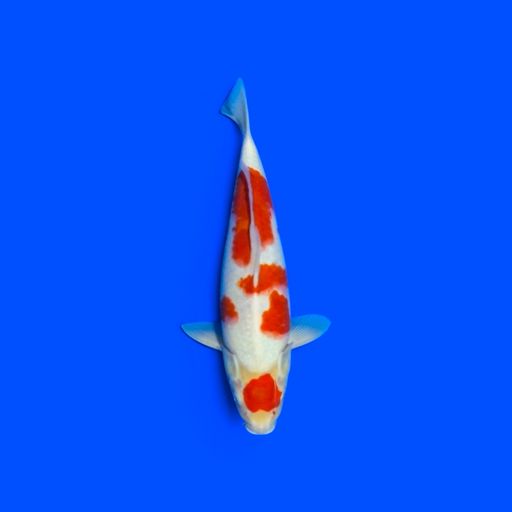 Ikan Koi KOHAKU MARUTEN 33cm, lelang koi KOHAKU MARUTEN 33cm, jual koi KOHAKU MARUTEN 33cm, beli koi KOHAKU MARUTEN 33cm, Lelang Koi Online, Jual Beli Ikan Koi, Pusat Jual Beli Koi, Info Lelang Koi Hari Ini, Platform Jual Beli Koi, Jual Beli Ikan Koi Online, Marketplace Ikan Koi, Jual Koi Terbaik, Tempat Beli Koi Berkualitas, Pasar Ikan Koi Online Terpercaya, Penjual Ikan Koi Terpercaya, Beli Koi Hias Online, Ikan Koi untuk Dijual, Koi Kualitas Terbaik, Toko Online Ikan Koi, Koi Hias Untuk Dijual, Jual Beli Ikan Koi Lokal, Koi Indonesia Online, Pusat Jual Beli Koi Terbesar