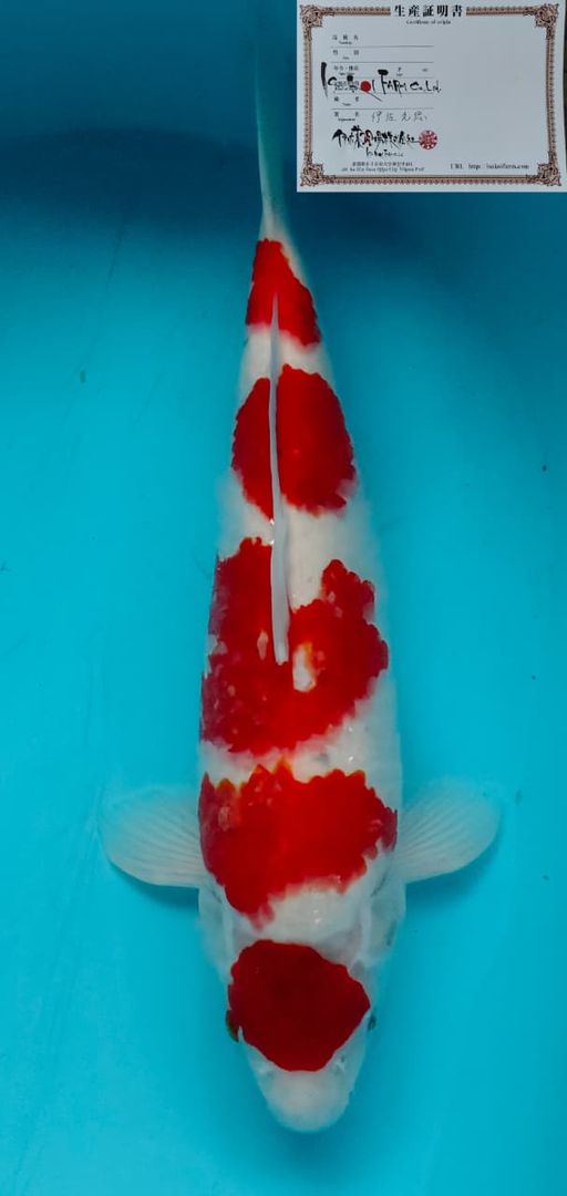 Lelang Koi Online, Jual Beli Ikan Koi, Pusat Jual Beli Koi, Info Lelang Koi Hari Ini, Platform Jual Beli Koi, Jual Beli Ikan Koi Online, Marketplace Ikan Koi, Jual Koi Terbaik, Tempat Beli Koi Berkualitas, Pasar Ikan Koi Online Terpercaya, Penjual Ikan Koi Terpercaya, Beli Koi Hias Online, Ikan Koi untuk Dijual, Koi Kualitas Terbaik, Toko Online Ikan Koi, Koi Hias Untuk Dijual, Jual Beli Ikan Koi Lokal, Koi Indonesia Online, Pusat Jual Beli Koi Terbesar