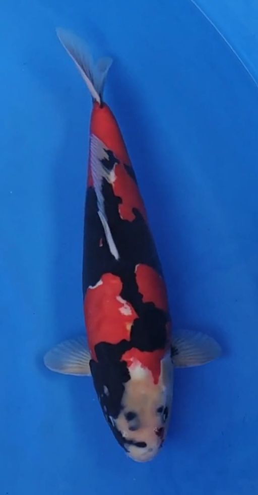 Ikan Koi SHOWA DOITSU GOOD BODY CALON JUMBO 41cm, lelang koi SHOWA DOITSU GOOD BODY CALON JUMBO 41cm, jual koi SHOWA DOITSU GOOD BODY CALON JUMBO 41cm, beli koi SHOWA DOITSU GOOD BODY CALON JUMBO 41cm, Lelang Koi Online, Jual Beli Ikan Koi, Pusat Jual Beli Koi, Info Lelang Koi Hari Ini, Platform Jual Beli Koi, Jual Beli Ikan Koi Online, Marketplace Ikan Koi, Jual Koi Terbaik, Tempat Beli Koi Berkualitas, Pasar Ikan Koi Online Terpercaya, Penjual Ikan Koi Terpercaya, Beli Koi Hias Online, Ikan Koi untuk Dijual, Koi Kualitas Terbaik, Toko Online Ikan Koi, Koi Hias Untuk Dijual, Jual Beli Ikan Koi Lokal, Koi Indonesia Online, Pusat Jual Beli Koi Terbesar