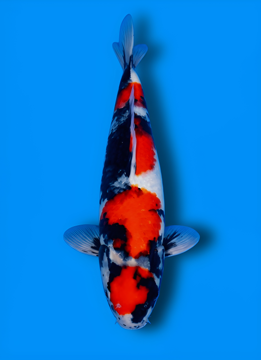 Ikan Koi MARUTHEN SHOWA SUPER 31cm, lelang koi MARUTHEN SHOWA SUPER 31cm, jual koi MARUTHEN SHOWA SUPER 31cm, beli koi MARUTHEN SHOWA SUPER 31cm, Lelang Koi Online, Jual Beli Ikan Koi, Pusat Jual Beli Koi, Info Lelang Koi Hari Ini, Platform Jual Beli Koi, Jual Beli Ikan Koi Online, Marketplace Ikan Koi, Jual Koi Terbaik, Tempat Beli Koi Berkualitas, Pasar Ikan Koi Online Terpercaya, Penjual Ikan Koi Terpercaya, Beli Koi Hias Online, Ikan Koi untuk Dijual, Koi Kualitas Terbaik, Toko Online Ikan Koi, Koi Hias Untuk Dijual, Jual Beli Ikan Koi Lokal, Koi Indonesia Online, Pusat Jual Beli Koi Terbesar