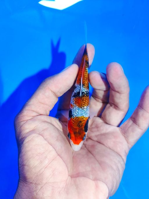Lelang Koi Online, Jual Beli Ikan Koi, Pusat Jual Beli Koi, Info Lelang Koi Hari Ini, Platform Jual Beli Koi, Jual Beli Ikan Koi Online, Marketplace Ikan Koi, Jual Koi Terbaik, Tempat Beli Koi Berkualitas, Pasar Ikan Koi Online Terpercaya, Penjual Ikan Koi Terpercaya, Beli Koi Hias Online, Ikan Koi untuk Dijual, Koi Kualitas Terbaik, Toko Online Ikan Koi, Koi Hias Untuk Dijual, Jual Beli Ikan Koi Lokal, Koi Indonesia Online, Pusat Jual Beli Koi Terbesar
