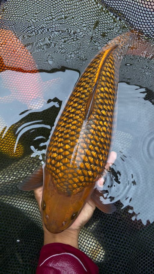 Lelang Koi Online, Jual Beli Ikan Koi, Pusat Jual Beli Koi, Info Lelang Koi Hari Ini, Platform Jual Beli Koi, Jual Beli Ikan Koi Online, Marketplace Ikan Koi, Jual Koi Terbaik, Tempat Beli Koi Berkualitas, Pasar Ikan Koi Online Terpercaya, Penjual Ikan Koi Terpercaya, Beli Koi Hias Online, Ikan Koi untuk Dijual, Koi Kualitas Terbaik, Toko Online Ikan Koi, Koi Hias Untuk Dijual, Jual Beli Ikan Koi Lokal, Koi Indonesia Online, Pusat Jual Beli Koi Terbesar