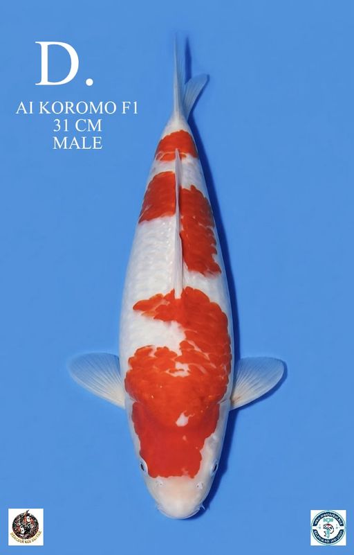 Ikan Koi AI KOROMO ORIGINAL F1 BODYNYA SANGAT BAGUS PROPOSIONAL IKAN MASIH MUDA CALON JUMBO 31cm, lelang koi AI KOROMO ORIGINAL F1 BODYNYA SANGAT BAGUS PROPOSIONAL IKAN MASIH MUDA CALON JUMBO 31cm, jual koi AI KOROMO ORIGINAL F1 BODYNYA SANGAT BAGUS PROPOSIONAL IKAN MASIH MUDA CALON JUMBO 31cm, beli koi AI KOROMO ORIGINAL F1 BODYNYA SANGAT BAGUS PROPOSIONAL IKAN MASIH MUDA CALON JUMBO 31cm, Lelang Koi Online, Jual Beli Ikan Koi, Pusat Jual Beli Koi, Info Lelang Koi Hari Ini, Platform Jual Beli Koi, Jual Beli Ikan Koi Online, Marketplace Ikan Koi, Jual Koi Terbaik, Tempat Beli Koi Berkualitas, Pasar Ikan Koi Online Terpercaya, Penjual Ikan Koi Terpercaya, Beli Koi Hias Online, Ikan Koi untuk Dijual, Koi Kualitas Terbaik, Toko Online Ikan Koi, Koi Hias Untuk Dijual, Jual Beli Ikan Koi Lokal, Koi Indonesia Online, Pusat Jual Beli Koi Terbesar