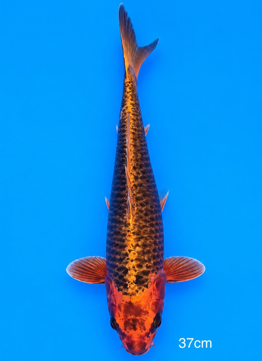 Ikan Koi CAGOI HIKARI 37cm, lelang koi CAGOI HIKARI 37cm, jual koi CAGOI HIKARI 37cm, beli koi CAGOI HIKARI 37cm, Lelang Koi Online, Jual Beli Ikan Koi, Pusat Jual Beli Koi, Info Lelang Koi Hari Ini, Platform Jual Beli Koi, Jual Beli Ikan Koi Online, Marketplace Ikan Koi, Jual Koi Terbaik, Tempat Beli Koi Berkualitas, Pasar Ikan Koi Online Terpercaya, Penjual Ikan Koi Terpercaya, Beli Koi Hias Online, Ikan Koi untuk Dijual, Koi Kualitas Terbaik, Toko Online Ikan Koi, Koi Hias Untuk Dijual, Jual Beli Ikan Koi Lokal, Koi Indonesia Online, Pusat Jual Beli Koi Terbesar