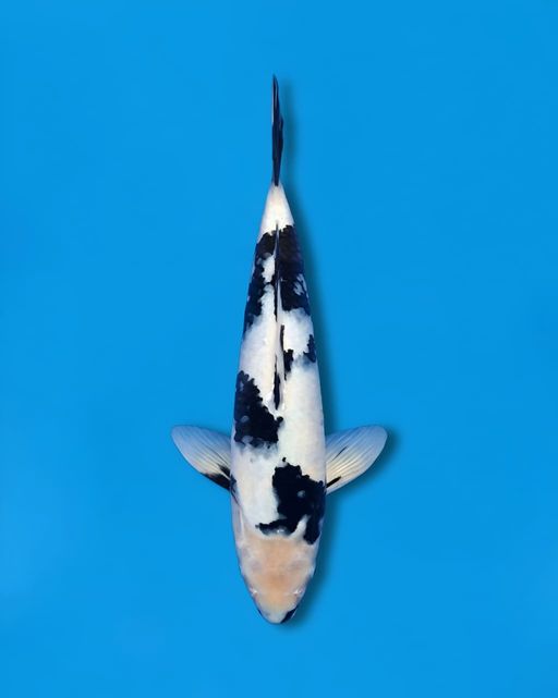 Ikan Koi SHIRO SUPER SKIN 32cm, lelang koi SHIRO SUPER SKIN 32cm, jual koi SHIRO SUPER SKIN 32cm, beli koi SHIRO SUPER SKIN 32cm, Lelang Koi Online, Jual Beli Ikan Koi, Pusat Jual Beli Koi, Info Lelang Koi Hari Ini, Platform Jual Beli Koi, Jual Beli Ikan Koi Online, Marketplace Ikan Koi, Jual Koi Terbaik, Tempat Beli Koi Berkualitas, Pasar Ikan Koi Online Terpercaya, Penjual Ikan Koi Terpercaya, Beli Koi Hias Online, Ikan Koi untuk Dijual, Koi Kualitas Terbaik, Toko Online Ikan Koi, Koi Hias Untuk Dijual, Jual Beli Ikan Koi Lokal, Koi Indonesia Online, Pusat Jual Beli Koi Terbesar