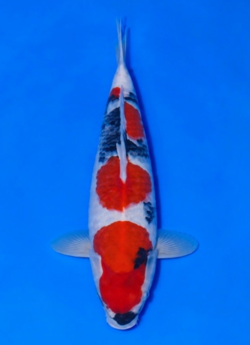 Ikan Koi SHOWA 35cm, lelang koi SHOWA 35cm, jual koi SHOWA 35cm, beli koi SHOWA 35cm, Lelang Koi Online, Jual Beli Ikan Koi, Pusat Jual Beli Koi, Info Lelang Koi Hari Ini, Platform Jual Beli Koi, Jual Beli Ikan Koi Online, Marketplace Ikan Koi, Jual Koi Terbaik, Tempat Beli Koi Berkualitas, Pasar Ikan Koi Online Terpercaya, Penjual Ikan Koi Terpercaya, Beli Koi Hias Online, Ikan Koi untuk Dijual, Koi Kualitas Terbaik, Toko Online Ikan Koi, Koi Hias Untuk Dijual, Jual Beli Ikan Koi Lokal, Koi Indonesia Online, Pusat Jual Beli Koi Terbesar