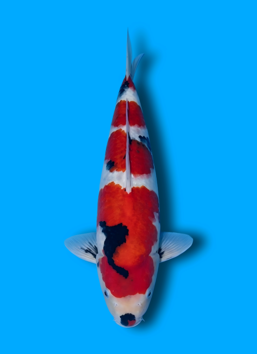 Ikan Koi SHOWA TATEGOI 34cm, lelang koi SHOWA TATEGOI 34cm, jual koi SHOWA TATEGOI 34cm, beli koi SHOWA TATEGOI 34cm, Lelang Koi Online, Jual Beli Ikan Koi, Pusat Jual Beli Koi, Info Lelang Koi Hari Ini, Platform Jual Beli Koi, Jual Beli Ikan Koi Online, Marketplace Ikan Koi, Jual Koi Terbaik, Tempat Beli Koi Berkualitas, Pasar Ikan Koi Online Terpercaya, Penjual Ikan Koi Terpercaya, Beli Koi Hias Online, Ikan Koi untuk Dijual, Koi Kualitas Terbaik, Toko Online Ikan Koi, Koi Hias Untuk Dijual, Jual Beli Ikan Koi Lokal, Koi Indonesia Online, Pusat Jual Beli Koi Terbesar