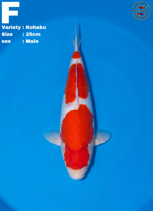 Ikan Koi KOHAKU 25cm, lelang koi KOHAKU 25cm, jual koi KOHAKU 25cm, beli koi KOHAKU 25cm, Lelang Koi Online, Jual Beli Ikan Koi, Pusat Jual Beli Koi, Info Lelang Koi Hari Ini, Platform Jual Beli Koi, Jual Beli Ikan Koi Online, Marketplace Ikan Koi, Jual Koi Terbaik, Tempat Beli Koi Berkualitas, Pasar Ikan Koi Online Terpercaya, Penjual Ikan Koi Terpercaya, Beli Koi Hias Online, Ikan Koi untuk Dijual, Koi Kualitas Terbaik, Toko Online Ikan Koi, Koi Hias Untuk Dijual, Jual Beli Ikan Koi Lokal, Koi Indonesia Online, Pusat Jual Beli Koi Terbesar