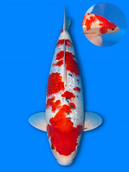 Lelang Koi Online, Jual Beli Ikan Koi, Pusat Jual Beli Koi, Info Lelang Koi Hari Ini, Platform Jual Beli Koi, Jual Beli Ikan Koi Online, Marketplace Ikan Koi, Jual Koi Terbaik, Tempat Beli Koi Berkualitas, Pasar Ikan Koi Online Terpercaya, Penjual Ikan Koi Terpercaya, Beli Koi Hias Online, Ikan Koi untuk Dijual, Koi Kualitas Terbaik, Toko Online Ikan Koi, Koi Hias Untuk Dijual, Jual Beli Ikan Koi Lokal, Koi Indonesia Online, Pusat Jual Beli Koi Terbesar