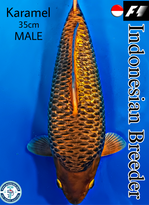 Ikan Koi SUPERB SHOW QUALITY F1 KARAMEL INDONESIAN BREEDER 35cm, lelang koi SUPERB SHOW QUALITY F1 KARAMEL INDONESIAN BREEDER 35cm, jual koi SUPERB SHOW QUALITY F1 KARAMEL INDONESIAN BREEDER 35cm, beli koi SUPERB SHOW QUALITY F1 KARAMEL INDONESIAN BREEDER 35cm, Lelang Koi Online, Jual Beli Ikan Koi, Pusat Jual Beli Koi, Info Lelang Koi Hari Ini, Platform Jual Beli Koi, Jual Beli Ikan Koi Online, Marketplace Ikan Koi, Jual Koi Terbaik, Tempat Beli Koi Berkualitas, Pasar Ikan Koi Online Terpercaya, Penjual Ikan Koi Terpercaya, Beli Koi Hias Online, Ikan Koi untuk Dijual, Koi Kualitas Terbaik, Toko Online Ikan Koi, Koi Hias Untuk Dijual, Jual Beli Ikan Koi Lokal, Koi Indonesia Online, Pusat Jual Beli Koi Terbesar