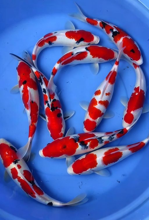 Lelang Koi Online, Jual Beli Ikan Koi, Pusat Jual Beli Koi, Info Lelang Koi Hari Ini, Platform Jual Beli Koi, Jual Beli Ikan Koi Online, Marketplace Ikan Koi, Jual Koi Terbaik, Tempat Beli Koi Berkualitas, Pasar Ikan Koi Online Terpercaya, Penjual Ikan Koi Terpercaya, Beli Koi Hias Online, Ikan Koi untuk Dijual, Koi Kualitas Terbaik, Toko Online Ikan Koi, Koi Hias Untuk Dijual, Jual Beli Ikan Koi Lokal, Koi Indonesia Online, Pusat Jual Beli Koi Terbesar