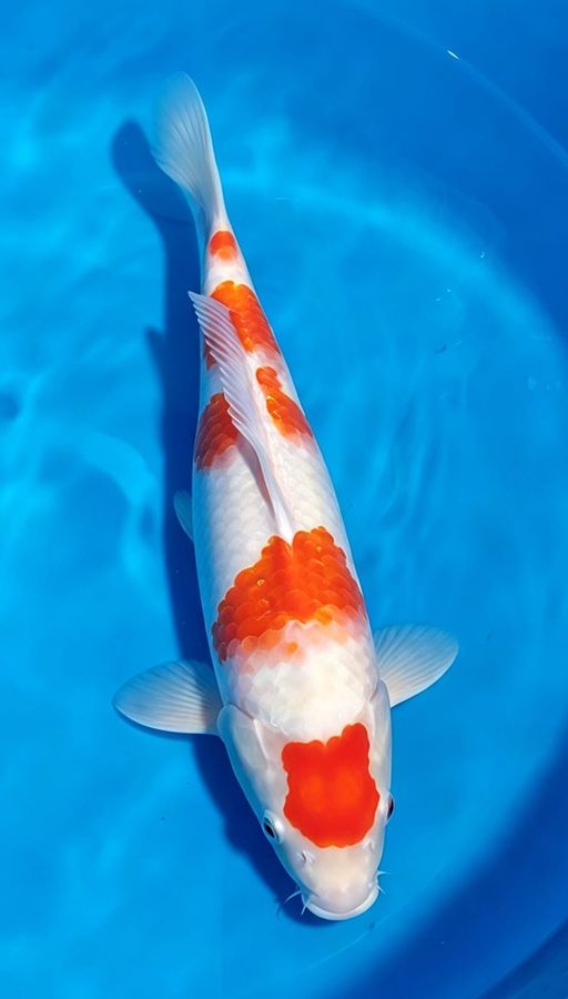 Lelang Koi Online, Jual Beli Ikan Koi, Pusat Jual Beli Koi, Info Lelang Koi Hari Ini, Platform Jual Beli Koi, Jual Beli Ikan Koi Online, Marketplace Ikan Koi, Jual Koi Terbaik, Tempat Beli Koi Berkualitas, Pasar Ikan Koi Online Terpercaya, Penjual Ikan Koi Terpercaya, Beli Koi Hias Online, Ikan Koi untuk Dijual, Koi Kualitas Terbaik, Toko Online Ikan Koi, Koi Hias Untuk Dijual, Jual Beli Ikan Koi Lokal, Koi Indonesia Online, Pusat Jual Beli Koi Terbesar