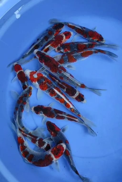 Ikan Koi GOSIKI 14 EKOR 17-20-25-28cm, lelang koi GOSIKI 14 EKOR 17-20-25-28cm, jual koi GOSIKI 14 EKOR 17-20-25-28cm, beli koi GOSIKI 14 EKOR 17-20-25-28cm, Lelang Koi Online, Jual Beli Ikan Koi, Pusat Jual Beli Koi, Info Lelang Koi Hari Ini, Platform Jual Beli Koi, Jual Beli Ikan Koi Online, Marketplace Ikan Koi, Jual Koi Terbaik, Tempat Beli Koi Berkualitas, Pasar Ikan Koi Online Terpercaya, Penjual Ikan Koi Terpercaya, Beli Koi Hias Online, Ikan Koi untuk Dijual, Koi Kualitas Terbaik, Toko Online Ikan Koi, Koi Hias Untuk Dijual, Jual Beli Ikan Koi Lokal, Koi Indonesia Online, Pusat Jual Beli Koi Terbesar