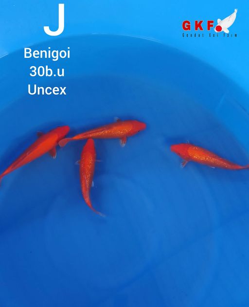 Ikan Koi PAKET BENIGOI 28cm, lelang koi PAKET BENIGOI 28cm, jual koi PAKET BENIGOI 28cm, beli koi PAKET BENIGOI 28cm, Lelang Koi Online, Jual Beli Ikan Koi, Pusat Jual Beli Koi, Info Lelang Koi Hari Ini, Platform Jual Beli Koi, Jual Beli Ikan Koi Online, Marketplace Ikan Koi, Jual Koi Terbaik, Tempat Beli Koi Berkualitas, Pasar Ikan Koi Online Terpercaya, Penjual Ikan Koi Terpercaya, Beli Koi Hias Online, Ikan Koi untuk Dijual, Koi Kualitas Terbaik, Toko Online Ikan Koi, Koi Hias Untuk Dijual, Jual Beli Ikan Koi Lokal, Koi Indonesia Online, Pusat Jual Beli Koi Terbesar