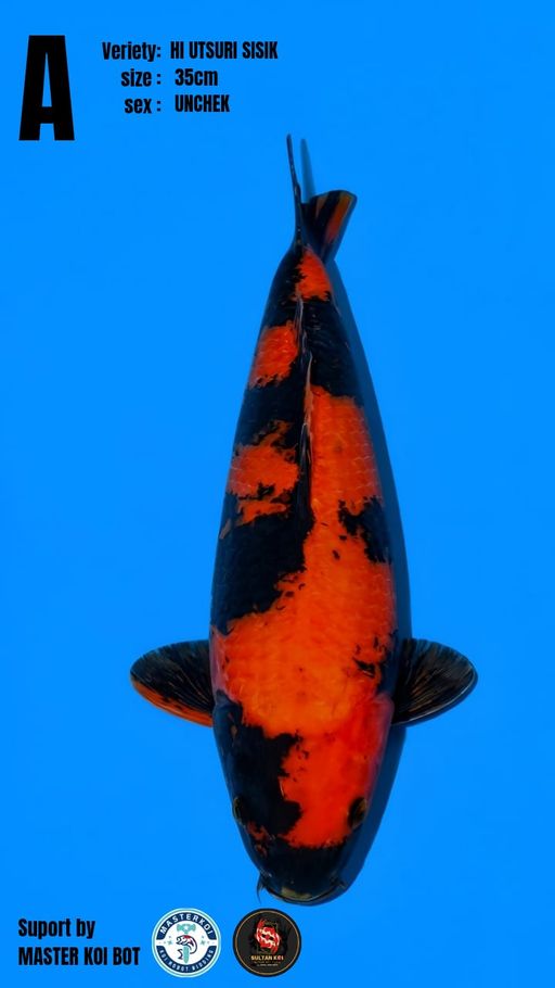 Lelang Koi Online, Jual Beli Ikan Koi, Pusat Jual Beli Koi, Info Lelang Koi Hari Ini, Platform Jual Beli Koi, Jual Beli Ikan Koi Online, Marketplace Ikan Koi, Jual Koi Terbaik, Tempat Beli Koi Berkualitas, Pasar Ikan Koi Online Terpercaya, Penjual Ikan Koi Terpercaya, Beli Koi Hias Online, Ikan Koi untuk Dijual, Koi Kualitas Terbaik, Toko Online Ikan Koi, Koi Hias Untuk Dijual, Jual Beli Ikan Koi Lokal, Koi Indonesia Online, Pusat Jual Beli Koi Terbesar