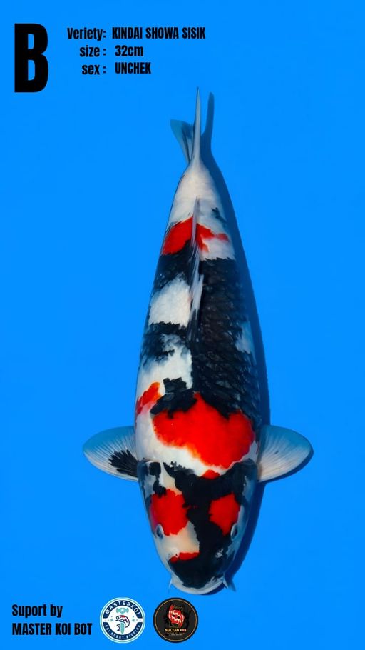 Lelang Koi Online, Jual Beli Ikan Koi, Pusat Jual Beli Koi, Info Lelang Koi Hari Ini, Platform Jual Beli Koi, Jual Beli Ikan Koi Online, Marketplace Ikan Koi, Jual Koi Terbaik, Tempat Beli Koi Berkualitas, Pasar Ikan Koi Online Terpercaya, Penjual Ikan Koi Terpercaya, Beli Koi Hias Online, Ikan Koi untuk Dijual, Koi Kualitas Terbaik, Toko Online Ikan Koi, Koi Hias Untuk Dijual, Jual Beli Ikan Koi Lokal, Koi Indonesia Online, Pusat Jual Beli Koi Terbesar