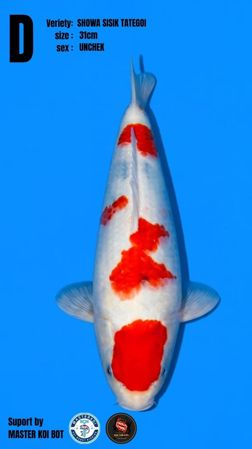 Lelang Koi Online, Jual Beli Ikan Koi, Pusat Jual Beli Koi, Info Lelang Koi Hari Ini, Platform Jual Beli Koi, Jual Beli Ikan Koi Online, Marketplace Ikan Koi, Jual Koi Terbaik, Tempat Beli Koi Berkualitas, Pasar Ikan Koi Online Terpercaya, Penjual Ikan Koi Terpercaya, Beli Koi Hias Online, Ikan Koi untuk Dijual, Koi Kualitas Terbaik, Toko Online Ikan Koi, Koi Hias Untuk Dijual, Jual Beli Ikan Koi Lokal, Koi Indonesia Online, Pusat Jual Beli Koi Terbesar
