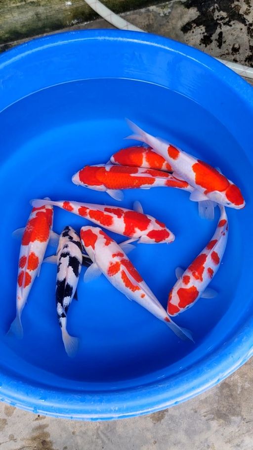 Lelang Koi Online, Jual Beli Ikan Koi, Pusat Jual Beli Koi, Info Lelang Koi Hari Ini, Platform Jual Beli Koi, Jual Beli Ikan Koi Online, Marketplace Ikan Koi, Jual Koi Terbaik, Tempat Beli Koi Berkualitas, Pasar Ikan Koi Online Terpercaya, Penjual Ikan Koi Terpercaya, Beli Koi Hias Online, Ikan Koi untuk Dijual, Koi Kualitas Terbaik, Toko Online Ikan Koi, Koi Hias Untuk Dijual, Jual Beli Ikan Koi Lokal, Koi Indonesia Online, Pusat Jual Beli Koi Terbesar