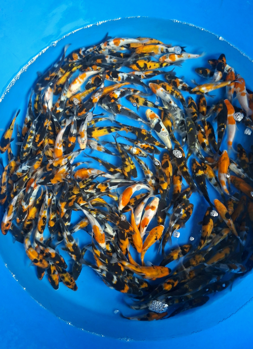 Lelang Koi Online, Jual Beli Ikan Koi, Pusat Jual Beli Koi, Info Lelang Koi Hari Ini, Platform Jual Beli Koi, Jual Beli Ikan Koi Online, Marketplace Ikan Koi, Jual Koi Terbaik, Tempat Beli Koi Berkualitas, Pasar Ikan Koi Online Terpercaya, Penjual Ikan Koi Terpercaya, Beli Koi Hias Online, Ikan Koi untuk Dijual, Koi Kualitas Terbaik, Toko Online Ikan Koi, Koi Hias Untuk Dijual, Jual Beli Ikan Koi Lokal, Koi Indonesia Online, Pusat Jual Beli Koi Terbesar