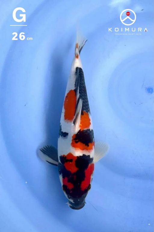 Ikan Koi SHOWA 26cm, lelang koi SHOWA 26cm, jual koi SHOWA 26cm, beli koi SHOWA 26cm, Lelang Koi Online, Jual Beli Ikan Koi, Pusat Jual Beli Koi, Info Lelang Koi Hari Ini, Platform Jual Beli Koi, Jual Beli Ikan Koi Online, Marketplace Ikan Koi, Jual Koi Terbaik, Tempat Beli Koi Berkualitas, Pasar Ikan Koi Online Terpercaya, Penjual Ikan Koi Terpercaya, Beli Koi Hias Online, Ikan Koi untuk Dijual, Koi Kualitas Terbaik, Toko Online Ikan Koi, Koi Hias Untuk Dijual, Jual Beli Ikan Koi Lokal, Koi Indonesia Online, Pusat Jual Beli Koi Terbesar