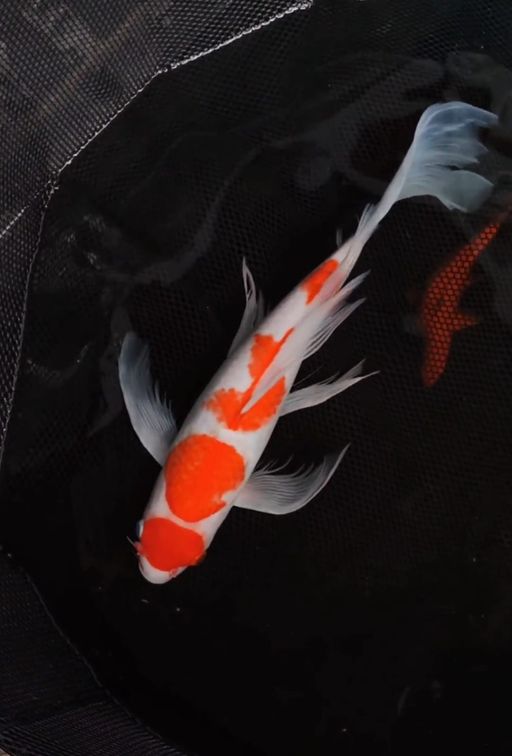 Ikan Koi KUMPAY MARUTEN KOHAKU GONDRONG PENARI KOLAM YG INDAH 42cm, lelang koi KUMPAY MARUTEN KOHAKU GONDRONG PENARI KOLAM YG INDAH 42cm, jual koi KUMPAY MARUTEN KOHAKU GONDRONG PENARI KOLAM YG INDAH 42cm, beli koi KUMPAY MARUTEN KOHAKU GONDRONG PENARI KOLAM YG INDAH 42cm, Lelang Koi Online, Jual Beli Ikan Koi, Pusat Jual Beli Koi, Info Lelang Koi Hari Ini, Platform Jual Beli Koi, Jual Beli Ikan Koi Online, Marketplace Ikan Koi, Jual Koi Terbaik, Tempat Beli Koi Berkualitas, Pasar Ikan Koi Online Terpercaya, Penjual Ikan Koi Terpercaya, Beli Koi Hias Online, Ikan Koi untuk Dijual, Koi Kualitas Terbaik, Toko Online Ikan Koi, Koi Hias Untuk Dijual, Jual Beli Ikan Koi Lokal, Koi Indonesia Online, Pusat Jual Beli Koi Terbesar
