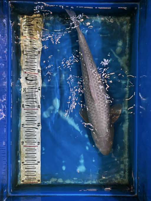 Ikan Koi SORAGOI KKF PUNUK 41cm, lelang koi SORAGOI KKF PUNUK 41cm, jual koi SORAGOI KKF PUNUK 41cm, beli koi SORAGOI KKF PUNUK 41cm, Lelang Koi Online, Jual Beli Ikan Koi, Pusat Jual Beli Koi, Info Lelang Koi Hari Ini, Platform Jual Beli Koi, Jual Beli Ikan Koi Online, Marketplace Ikan Koi, Jual Koi Terbaik, Tempat Beli Koi Berkualitas, Pasar Ikan Koi Online Terpercaya, Penjual Ikan Koi Terpercaya, Beli Koi Hias Online, Ikan Koi untuk Dijual, Koi Kualitas Terbaik, Toko Online Ikan Koi, Koi Hias Untuk Dijual, Jual Beli Ikan Koi Lokal, Koi Indonesia Online, Pusat Jual Beli Koi Terbesar