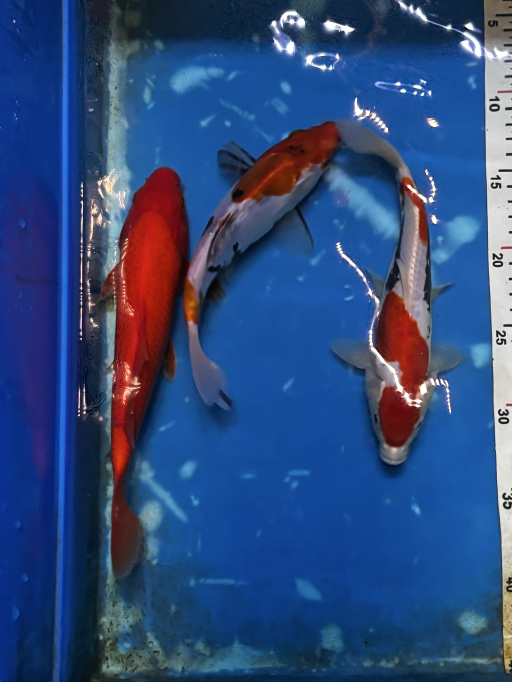 Lelang Koi Online, Jual Beli Ikan Koi, Pusat Jual Beli Koi, Info Lelang Koi Hari Ini, Platform Jual Beli Koi, Jual Beli Ikan Koi Online, Marketplace Ikan Koi, Jual Koi Terbaik, Tempat Beli Koi Berkualitas, Pasar Ikan Koi Online Terpercaya, Penjual Ikan Koi Terpercaya, Beli Koi Hias Online, Ikan Koi untuk Dijual, Koi Kualitas Terbaik, Toko Online Ikan Koi, Koi Hias Untuk Dijual, Jual Beli Ikan Koi Lokal, Koi Indonesia Online, Pusat Jual Beli Koi Terbesar