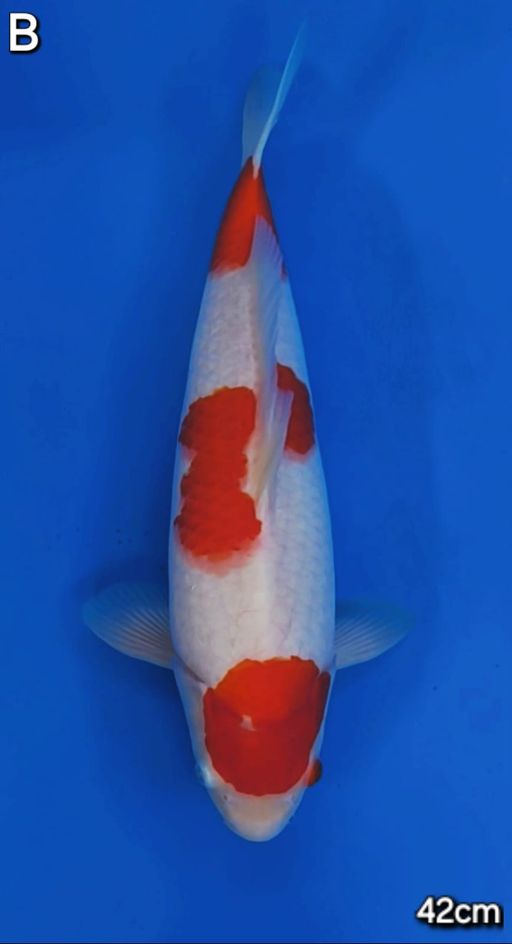 Lelang Koi Online, Jual Beli Ikan Koi, Pusat Jual Beli Koi, Info Lelang Koi Hari Ini, Platform Jual Beli Koi, Jual Beli Ikan Koi Online, Marketplace Ikan Koi, Jual Koi Terbaik, Tempat Beli Koi Berkualitas, Pasar Ikan Koi Online Terpercaya, Penjual Ikan Koi Terpercaya, Beli Koi Hias Online, Ikan Koi untuk Dijual, Koi Kualitas Terbaik, Toko Online Ikan Koi, Koi Hias Untuk Dijual, Jual Beli Ikan Koi Lokal, Koi Indonesia Online, Pusat Jual Beli Koi Terbesar