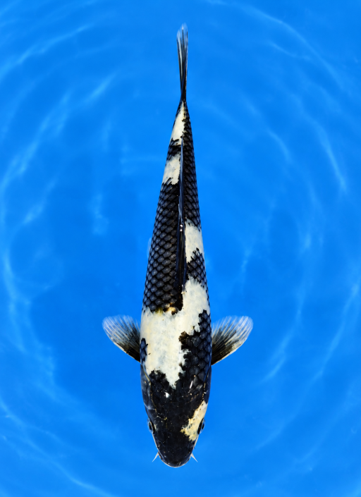 Ikan Koi GIN SHIRO 13cm, lelang koi GIN SHIRO 13cm, jual koi GIN SHIRO 13cm, beli koi GIN SHIRO 13cm, Lelang Koi Online, Jual Beli Ikan Koi, Pusat Jual Beli Koi, Info Lelang Koi Hari Ini, Platform Jual Beli Koi, Jual Beli Ikan Koi Online, Marketplace Ikan Koi, Jual Koi Terbaik, Tempat Beli Koi Berkualitas, Pasar Ikan Koi Online Terpercaya, Penjual Ikan Koi Terpercaya, Beli Koi Hias Online, Ikan Koi untuk Dijual, Koi Kualitas Terbaik, Toko Online Ikan Koi, Koi Hias Untuk Dijual, Jual Beli Ikan Koi Lokal, Koi Indonesia Online, Pusat Jual Beli Koi Terbesar