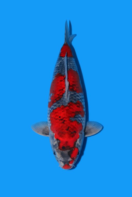 Ikan Koi KURO GOSIKI F1 KANNO MERAH STRONG RING HITAM CALON ISTIMEWA SHOW QUALITY UNCHEK 35cm, lelang koi KURO GOSIKI F1 KANNO MERAH STRONG RING HITAM CALON ISTIMEWA SHOW QUALITY UNCHEK 35cm, jual koi KURO GOSIKI F1 KANNO MERAH STRONG RING HITAM CALON ISTIMEWA SHOW QUALITY UNCHEK 35cm, beli koi KURO GOSIKI F1 KANNO MERAH STRONG RING HITAM CALON ISTIMEWA SHOW QUALITY UNCHEK 35cm, Lelang Koi Online, Jual Beli Ikan Koi, Pusat Jual Beli Koi, Info Lelang Koi Hari Ini, Platform Jual Beli Koi, Jual Beli Ikan Koi Online, Marketplace Ikan Koi, Jual Koi Terbaik, Tempat Beli Koi Berkualitas, Pasar Ikan Koi Online Terpercaya, Penjual Ikan Koi Terpercaya, Beli Koi Hias Online, Ikan Koi untuk Dijual, Koi Kualitas Terbaik, Toko Online Ikan Koi, Koi Hias Untuk Dijual, Jual Beli Ikan Koi Lokal, Koi Indonesia Online, Pusat Jual Beli Koi Terbesar