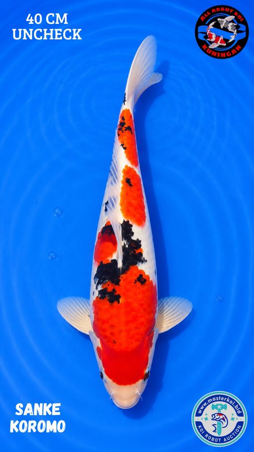 Lelang Koi Online, Jual Beli Ikan Koi, Pusat Jual Beli Koi, Info Lelang Koi Hari Ini, Platform Jual Beli Koi, Jual Beli Ikan Koi Online, Marketplace Ikan Koi, Jual Koi Terbaik, Tempat Beli Koi Berkualitas, Pasar Ikan Koi Online Terpercaya, Penjual Ikan Koi Terpercaya, Beli Koi Hias Online, Ikan Koi untuk Dijual, Koi Kualitas Terbaik, Toko Online Ikan Koi, Koi Hias Untuk Dijual, Jual Beli Ikan Koi Lokal, Koi Indonesia Online, Pusat Jual Beli Koi Terbesar