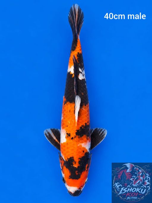Ikan Koi SHOWA 40cm, lelang koi SHOWA 40cm, jual koi SHOWA 40cm, beli koi SHOWA 40cm, Lelang Koi Online, Jual Beli Ikan Koi, Pusat Jual Beli Koi, Info Lelang Koi Hari Ini, Platform Jual Beli Koi, Jual Beli Ikan Koi Online, Marketplace Ikan Koi, Jual Koi Terbaik, Tempat Beli Koi Berkualitas, Pasar Ikan Koi Online Terpercaya, Penjual Ikan Koi Terpercaya, Beli Koi Hias Online, Ikan Koi untuk Dijual, Koi Kualitas Terbaik, Toko Online Ikan Koi, Koi Hias Untuk Dijual, Jual Beli Ikan Koi Lokal, Koi Indonesia Online, Pusat Jual Beli Koi Terbesar
