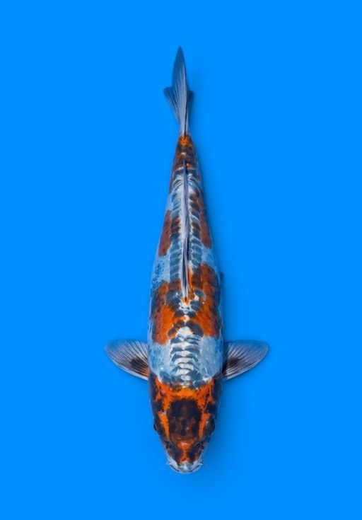 Ikan Koi KIKOKURYU KAWARIMONO PATERN ORI HIKARI TEBAL PROSPEK BAGUS 25cm, lelang koi KIKOKURYU KAWARIMONO PATERN ORI HIKARI TEBAL PROSPEK BAGUS 25cm, jual koi KIKOKURYU KAWARIMONO PATERN ORI HIKARI TEBAL PROSPEK BAGUS 25cm, beli koi KIKOKURYU KAWARIMONO PATERN ORI HIKARI TEBAL PROSPEK BAGUS 25cm, Lelang Koi Online, Jual Beli Ikan Koi, Pusat Jual Beli Koi, Info Lelang Koi Hari Ini, Platform Jual Beli Koi, Jual Beli Ikan Koi Online, Marketplace Ikan Koi, Jual Koi Terbaik, Tempat Beli Koi Berkualitas, Pasar Ikan Koi Online Terpercaya, Penjual Ikan Koi Terpercaya, Beli Koi Hias Online, Ikan Koi untuk Dijual, Koi Kualitas Terbaik, Toko Online Ikan Koi, Koi Hias Untuk Dijual, Jual Beli Ikan Koi Lokal, Koi Indonesia Online, Pusat Jual Beli Koi Terbesar