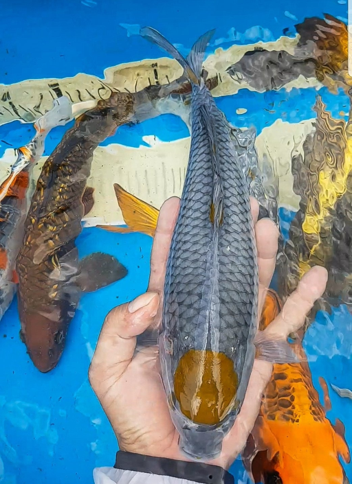Lelang Koi Online, Jual Beli Ikan Koi, Pusat Jual Beli Koi, Info Lelang Koi Hari Ini, Platform Jual Beli Koi, Jual Beli Ikan Koi Online, Marketplace Ikan Koi, Jual Koi Terbaik, Tempat Beli Koi Berkualitas, Pasar Ikan Koi Online Terpercaya, Penjual Ikan Koi Terpercaya, Beli Koi Hias Online, Ikan Koi untuk Dijual, Koi Kualitas Terbaik, Toko Online Ikan Koi, Koi Hias Untuk Dijual, Jual Beli Ikan Koi Lokal, Koi Indonesia Online, Pusat Jual Beli Koi Terbesar