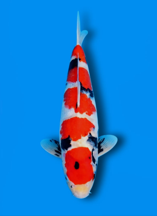 Ikan Koi SHOWA SANSHOKU 35cm, lelang koi SHOWA SANSHOKU 35cm, jual koi SHOWA SANSHOKU 35cm, beli koi SHOWA SANSHOKU 35cm, Lelang Koi Online, Jual Beli Ikan Koi, Pusat Jual Beli Koi, Info Lelang Koi Hari Ini, Platform Jual Beli Koi, Jual Beli Ikan Koi Online, Marketplace Ikan Koi, Jual Koi Terbaik, Tempat Beli Koi Berkualitas, Pasar Ikan Koi Online Terpercaya, Penjual Ikan Koi Terpercaya, Beli Koi Hias Online, Ikan Koi untuk Dijual, Koi Kualitas Terbaik, Toko Online Ikan Koi, Koi Hias Untuk Dijual, Jual Beli Ikan Koi Lokal, Koi Indonesia Online, Pusat Jual Beli Koi Terbesar