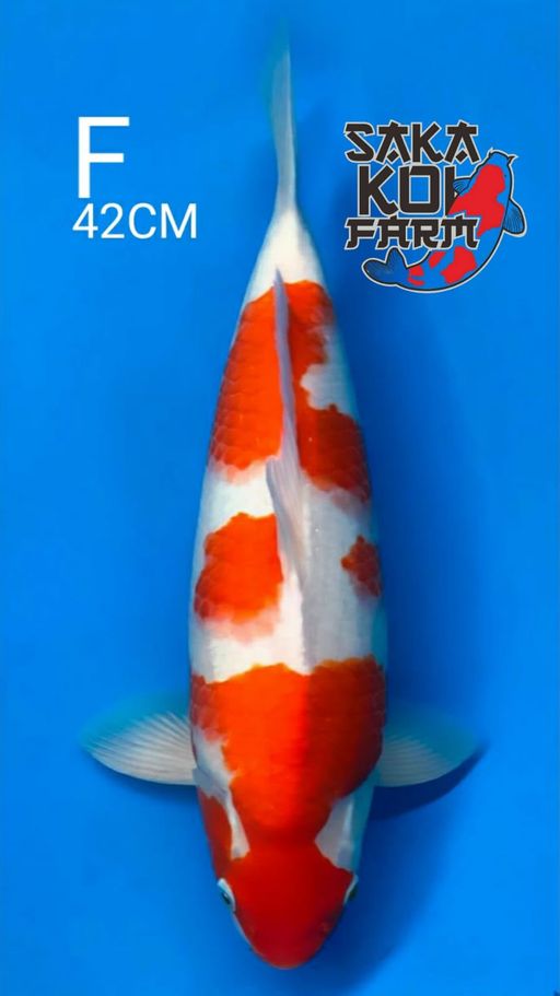Ikan Koi QUALITY KOHAKU BY SAKA TULANGAN KEKAR BENI STRONG PUNUK TINGGI 42cm, lelang koi QUALITY KOHAKU BY SAKA TULANGAN KEKAR BENI STRONG PUNUK TINGGI 42cm, jual koi QUALITY KOHAKU BY SAKA TULANGAN KEKAR BENI STRONG PUNUK TINGGI 42cm, beli koi QUALITY KOHAKU BY SAKA TULANGAN KEKAR BENI STRONG PUNUK TINGGI 42cm, Lelang Koi Online, Jual Beli Ikan Koi, Pusat Jual Beli Koi, Info Lelang Koi Hari Ini, Platform Jual Beli Koi, Jual Beli Ikan Koi Online, Marketplace Ikan Koi, Jual Koi Terbaik, Tempat Beli Koi Berkualitas, Pasar Ikan Koi Online Terpercaya, Penjual Ikan Koi Terpercaya, Beli Koi Hias Online, Ikan Koi untuk Dijual, Koi Kualitas Terbaik, Toko Online Ikan Koi, Koi Hias Untuk Dijual, Jual Beli Ikan Koi Lokal, Koi Indonesia Online, Pusat Jual Beli Koi Terbesar