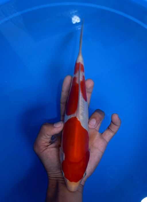 Lelang Koi Online, Jual Beli Ikan Koi, Pusat Jual Beli Koi, Info Lelang Koi Hari Ini, Platform Jual Beli Koi, Jual Beli Ikan Koi Online, Marketplace Ikan Koi, Jual Koi Terbaik, Tempat Beli Koi Berkualitas, Pasar Ikan Koi Online Terpercaya, Penjual Ikan Koi Terpercaya, Beli Koi Hias Online, Ikan Koi untuk Dijual, Koi Kualitas Terbaik, Toko Online Ikan Koi, Koi Hias Untuk Dijual, Jual Beli Ikan Koi Lokal, Koi Indonesia Online, Pusat Jual Beli Koi Terbesar