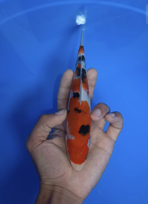 Ikan Koi SANKE 20cm, lelang koi SANKE 20cm, jual koi SANKE 20cm, beli koi SANKE 20cm, Lelang Koi Online, Jual Beli Ikan Koi, Pusat Jual Beli Koi, Info Lelang Koi Hari Ini, Platform Jual Beli Koi, Jual Beli Ikan Koi Online, Marketplace Ikan Koi, Jual Koi Terbaik, Tempat Beli Koi Berkualitas, Pasar Ikan Koi Online Terpercaya, Penjual Ikan Koi Terpercaya, Beli Koi Hias Online, Ikan Koi untuk Dijual, Koi Kualitas Terbaik, Toko Online Ikan Koi, Koi Hias Untuk Dijual, Jual Beli Ikan Koi Lokal, Koi Indonesia Online, Pusat Jual Beli Koi Terbesar