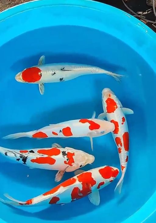 Lelang Koi Online, Jual Beli Ikan Koi, Pusat Jual Beli Koi, Info Lelang Koi Hari Ini, Platform Jual Beli Koi, Jual Beli Ikan Koi Online, Marketplace Ikan Koi, Jual Koi Terbaik, Tempat Beli Koi Berkualitas, Pasar Ikan Koi Online Terpercaya, Penjual Ikan Koi Terpercaya, Beli Koi Hias Online, Ikan Koi untuk Dijual, Koi Kualitas Terbaik, Toko Online Ikan Koi, Koi Hias Untuk Dijual, Jual Beli Ikan Koi Lokal, Koi Indonesia Online, Pusat Jual Beli Koi Terbesar