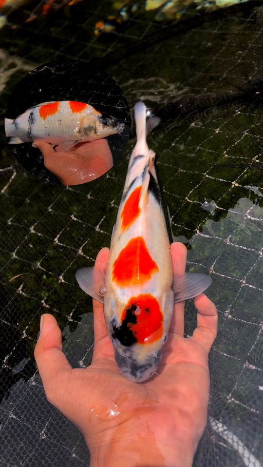 Lelang Koi Online, Jual Beli Ikan Koi, Pusat Jual Beli Koi, Info Lelang Koi Hari Ini, Platform Jual Beli Koi, Jual Beli Ikan Koi Online, Marketplace Ikan Koi, Jual Koi Terbaik, Tempat Beli Koi Berkualitas, Pasar Ikan Koi Online Terpercaya, Penjual Ikan Koi Terpercaya, Beli Koi Hias Online, Ikan Koi untuk Dijual, Koi Kualitas Terbaik, Toko Online Ikan Koi, Koi Hias Untuk Dijual, Jual Beli Ikan Koi Lokal, Koi Indonesia Online, Pusat Jual Beli Koi Terbesar