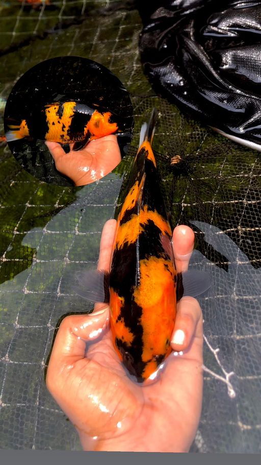 Ikan Koi HIUTSURI SUPER AKF 26cm, lelang koi HIUTSURI SUPER AKF 26cm, jual koi HIUTSURI SUPER AKF 26cm, beli koi HIUTSURI SUPER AKF 26cm, Lelang Koi Online, Jual Beli Ikan Koi, Pusat Jual Beli Koi, Info Lelang Koi Hari Ini, Platform Jual Beli Koi, Jual Beli Ikan Koi Online, Marketplace Ikan Koi, Jual Koi Terbaik, Tempat Beli Koi Berkualitas, Pasar Ikan Koi Online Terpercaya, Penjual Ikan Koi Terpercaya, Beli Koi Hias Online, Ikan Koi untuk Dijual, Koi Kualitas Terbaik, Toko Online Ikan Koi, Koi Hias Untuk Dijual, Jual Beli Ikan Koi Lokal, Koi Indonesia Online, Pusat Jual Beli Koi Terbesar