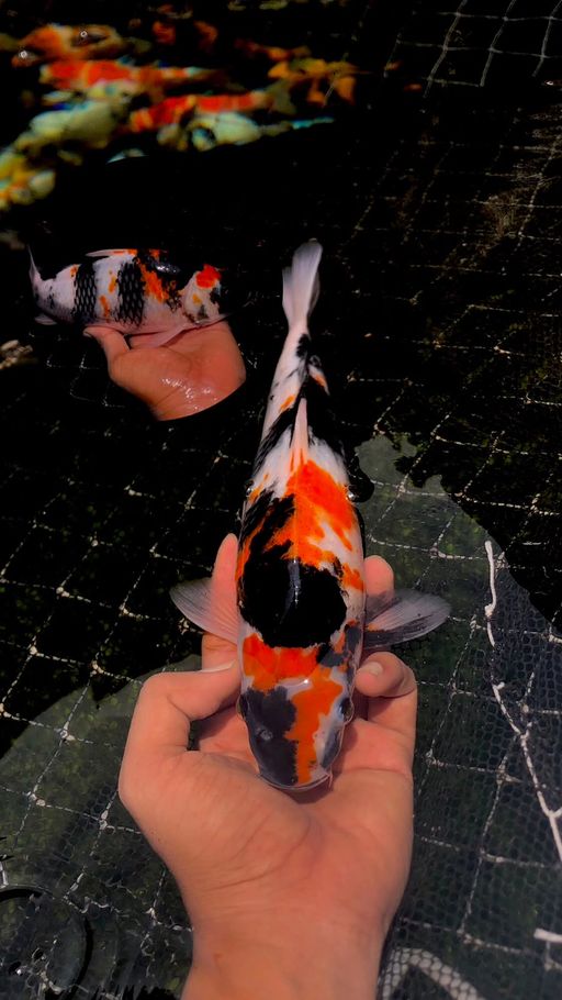 Lelang Koi Online, Jual Beli Ikan Koi, Pusat Jual Beli Koi, Info Lelang Koi Hari Ini, Platform Jual Beli Koi, Jual Beli Ikan Koi Online, Marketplace Ikan Koi, Jual Koi Terbaik, Tempat Beli Koi Berkualitas, Pasar Ikan Koi Online Terpercaya, Penjual Ikan Koi Terpercaya, Beli Koi Hias Online, Ikan Koi untuk Dijual, Koi Kualitas Terbaik, Toko Online Ikan Koi, Koi Hias Untuk Dijual, Jual Beli Ikan Koi Lokal, Koi Indonesia Online, Pusat Jual Beli Koi Terbesar