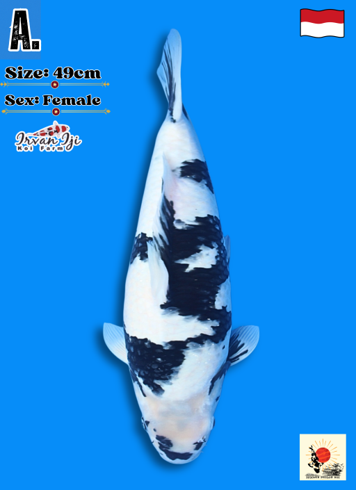 Ikan Koi SHIRO IRVAN IJI SKIN HALUS PUTIH SALJU KORBAN BNR 49cm, lelang koi SHIRO IRVAN IJI SKIN HALUS PUTIH SALJU KORBAN BNR 49cm, jual koi SHIRO IRVAN IJI SKIN HALUS PUTIH SALJU KORBAN BNR 49cm, beli koi SHIRO IRVAN IJI SKIN HALUS PUTIH SALJU KORBAN BNR 49cm, Lelang Koi Online, Jual Beli Ikan Koi, Pusat Jual Beli Koi, Info Lelang Koi Hari Ini, Platform Jual Beli Koi, Jual Beli Ikan Koi Online, Marketplace Ikan Koi, Jual Koi Terbaik, Tempat Beli Koi Berkualitas, Pasar Ikan Koi Online Terpercaya, Penjual Ikan Koi Terpercaya, Beli Koi Hias Online, Ikan Koi untuk Dijual, Koi Kualitas Terbaik, Toko Online Ikan Koi, Koi Hias Untuk Dijual, Jual Beli Ikan Koi Lokal, Koi Indonesia Online, Pusat Jual Beli Koi Terbesar