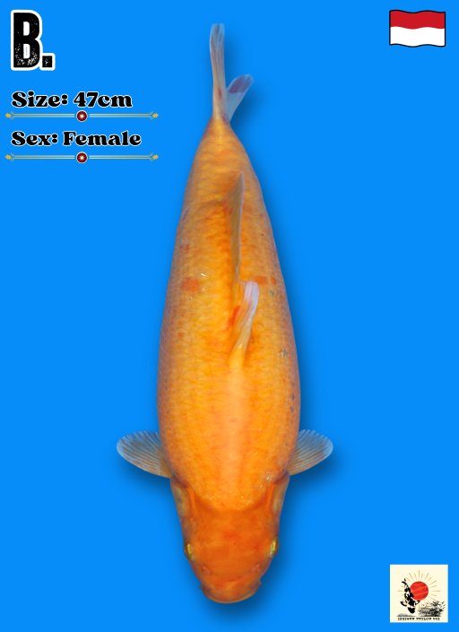 Lelang Koi Online, Jual Beli Ikan Koi, Pusat Jual Beli Koi, Info Lelang Koi Hari Ini, Platform Jual Beli Koi, Jual Beli Ikan Koi Online, Marketplace Ikan Koi, Jual Koi Terbaik, Tempat Beli Koi Berkualitas, Pasar Ikan Koi Online Terpercaya, Penjual Ikan Koi Terpercaya, Beli Koi Hias Online, Ikan Koi untuk Dijual, Koi Kualitas Terbaik, Toko Online Ikan Koi, Koi Hias Untuk Dijual, Jual Beli Ikan Koi Lokal, Koi Indonesia Online, Pusat Jual Beli Koi Terbesar