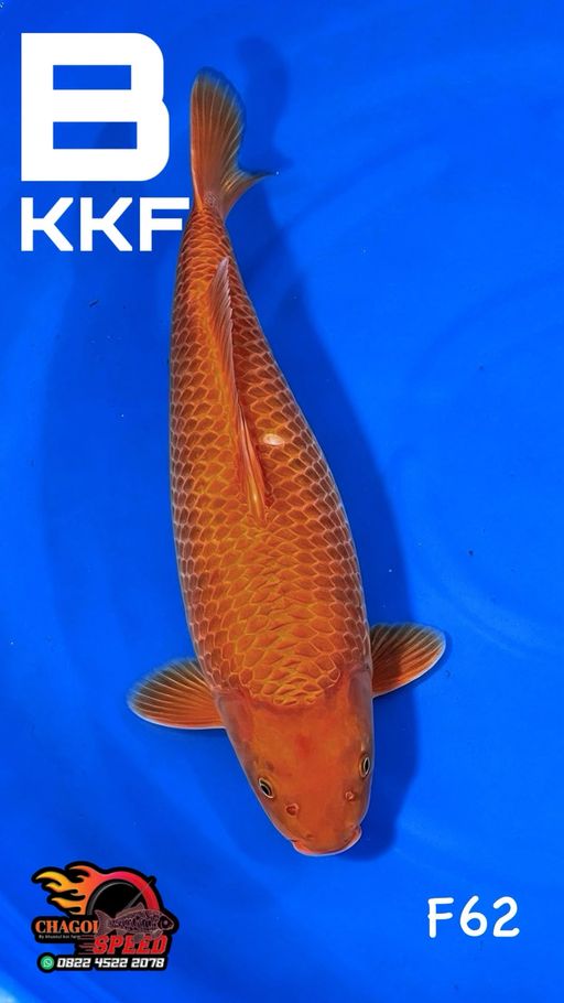 Ikan Koi KARAMEL KKF BODYBULKY CALON JUMBO 62cm, lelang koi KARAMEL KKF BODYBULKY CALON JUMBO 62cm, jual koi KARAMEL KKF BODYBULKY CALON JUMBO 62cm, beli koi KARAMEL KKF BODYBULKY CALON JUMBO 62cm, Lelang Koi Online, Jual Beli Ikan Koi, Pusat Jual Beli Koi, Info Lelang Koi Hari Ini, Platform Jual Beli Koi, Jual Beli Ikan Koi Online, Marketplace Ikan Koi, Jual Koi Terbaik, Tempat Beli Koi Berkualitas, Pasar Ikan Koi Online Terpercaya, Penjual Ikan Koi Terpercaya, Beli Koi Hias Online, Ikan Koi untuk Dijual, Koi Kualitas Terbaik, Toko Online Ikan Koi, Koi Hias Untuk Dijual, Jual Beli Ikan Koi Lokal, Koi Indonesia Online, Pusat Jual Beli Koi Terbesar