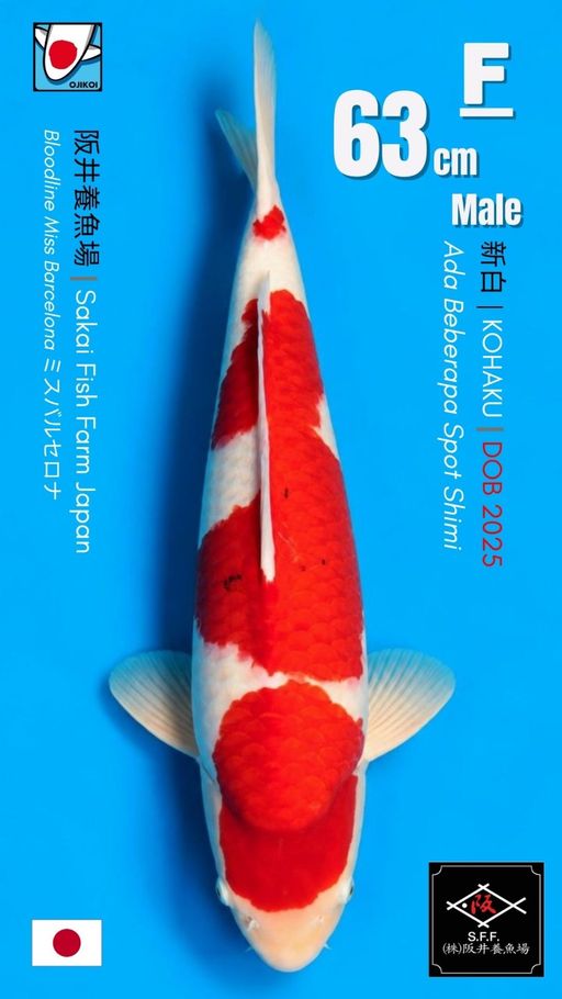 Lelang Koi Online, Jual Beli Ikan Koi, Pusat Jual Beli Koi, Info Lelang Koi Hari Ini, Platform Jual Beli Koi, Jual Beli Ikan Koi Online, Marketplace Ikan Koi, Jual Koi Terbaik, Tempat Beli Koi Berkualitas, Pasar Ikan Koi Online Terpercaya, Penjual Ikan Koi Terpercaya, Beli Koi Hias Online, Ikan Koi untuk Dijual, Koi Kualitas Terbaik, Toko Online Ikan Koi, Koi Hias Untuk Dijual, Jual Beli Ikan Koi Lokal, Koi Indonesia Online, Pusat Jual Beli Koi Terbesar