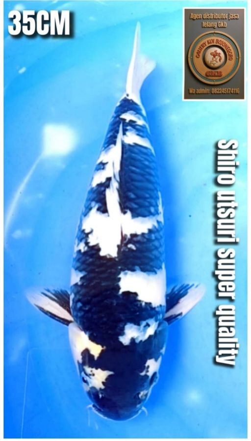 Lelang Koi Online, Jual Beli Ikan Koi, Pusat Jual Beli Koi, Info Lelang Koi Hari Ini, Platform Jual Beli Koi, Jual Beli Ikan Koi Online, Marketplace Ikan Koi, Jual Koi Terbaik, Tempat Beli Koi Berkualitas, Pasar Ikan Koi Online Terpercaya, Penjual Ikan Koi Terpercaya, Beli Koi Hias Online, Ikan Koi untuk Dijual, Koi Kualitas Terbaik, Toko Online Ikan Koi, Koi Hias Untuk Dijual, Jual Beli Ikan Koi Lokal, Koi Indonesia Online, Pusat Jual Beli Koi Terbesar