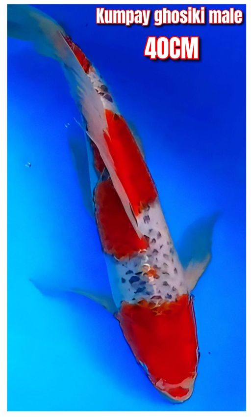Lelang Koi Online, Jual Beli Ikan Koi, Pusat Jual Beli Koi, Info Lelang Koi Hari Ini, Platform Jual Beli Koi, Jual Beli Ikan Koi Online, Marketplace Ikan Koi, Jual Koi Terbaik, Tempat Beli Koi Berkualitas, Pasar Ikan Koi Online Terpercaya, Penjual Ikan Koi Terpercaya, Beli Koi Hias Online, Ikan Koi untuk Dijual, Koi Kualitas Terbaik, Toko Online Ikan Koi, Koi Hias Untuk Dijual, Jual Beli Ikan Koi Lokal, Koi Indonesia Online, Pusat Jual Beli Koi Terbesar